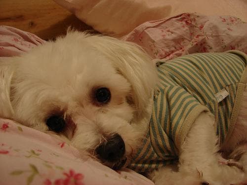Maltese Terrier yavrusu 1