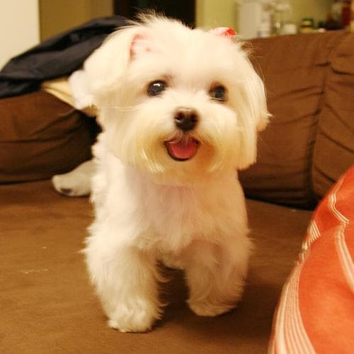 Maltipoo yavrusu 1