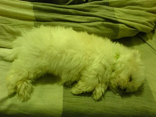 Maltipoo yavrusu 3