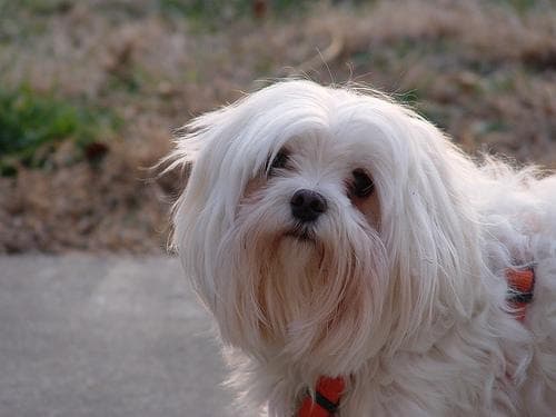 Maltipoo yavrusu 2