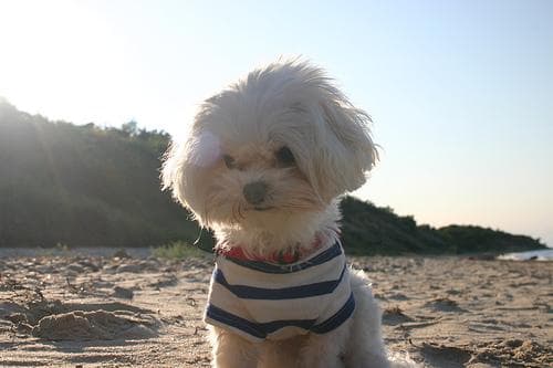 Maltese Terrier yavrusu 3