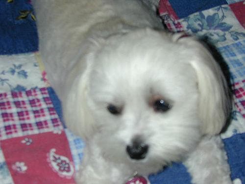 Maltipoo yavrusu 2
