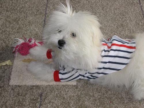 Maltipoo yavrusu 3