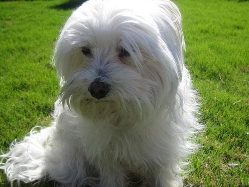 Maltese Terrier yavrusu 3