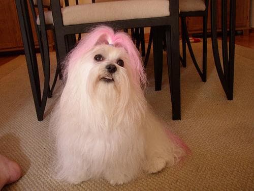 Maltese Terrier yavrusu 1