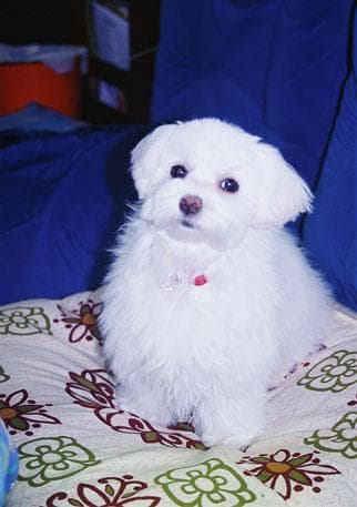 Maltese Terrier yavrusu 1