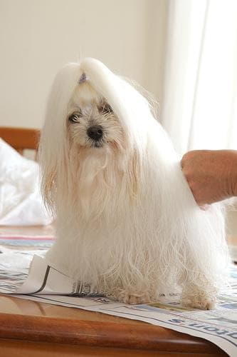 Maltese Terrier yavrusu 2