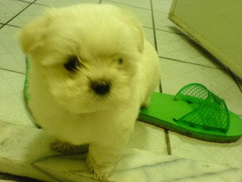 Maltese Terrier yavrusu 2