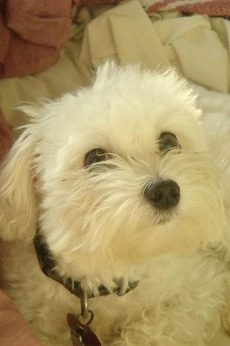 Maltese Terrier yavrusu 3