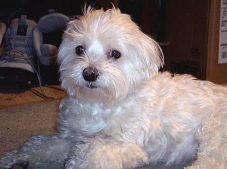 Maltese Terrier yavrusu 1