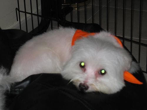 Maltese Terrier yavrusu 2