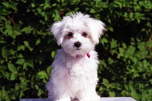 Maltese Terrier yavrusu 3