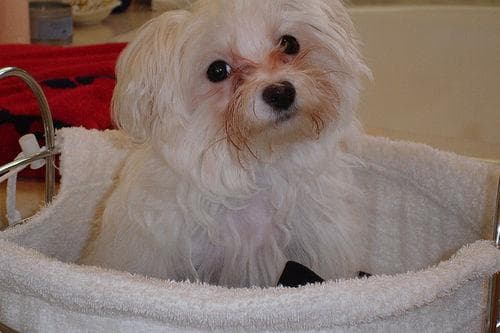Morkie yavrusu 2