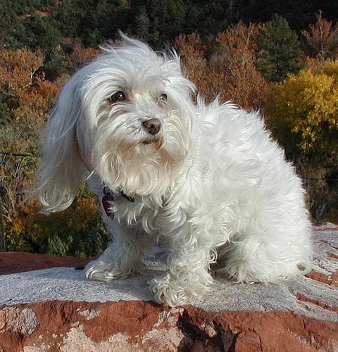 Maltipoo yavrusu 2
