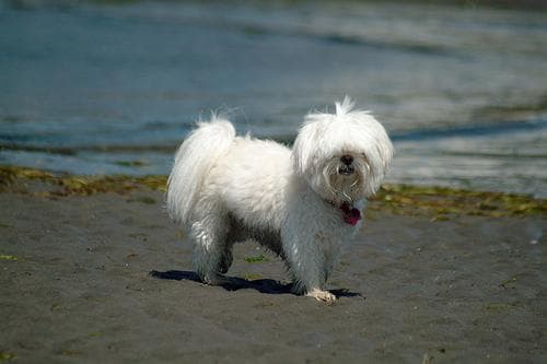 Maltipoo yavrusu 2