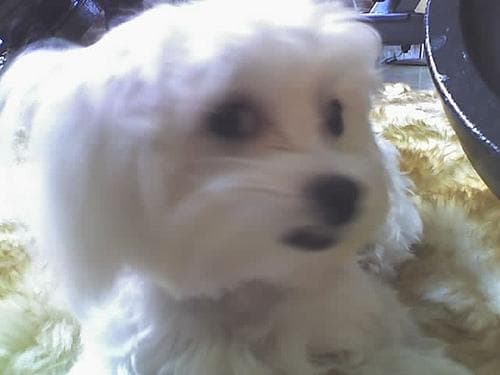 Maltipoo yavrusu 3