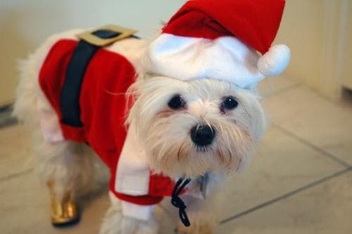 Maltese Terrier yavrusu 1