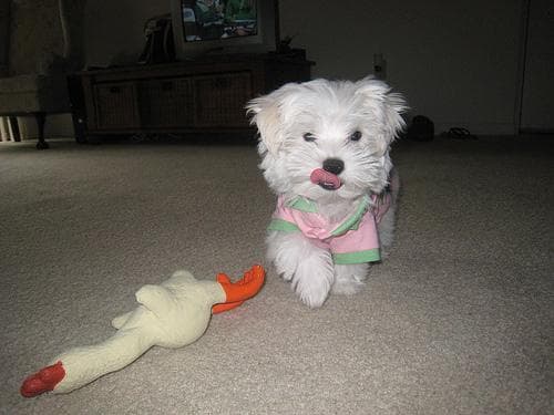 Maltipoo yavrusu 1