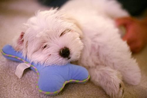 Maltipoo yavrusu 3