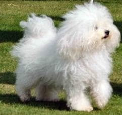 Maltese Terrier yavrusu 3