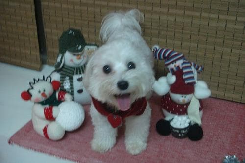 Maltipoo yavrusu 1