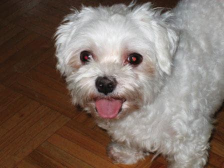 Maltipoo yavrusu 3