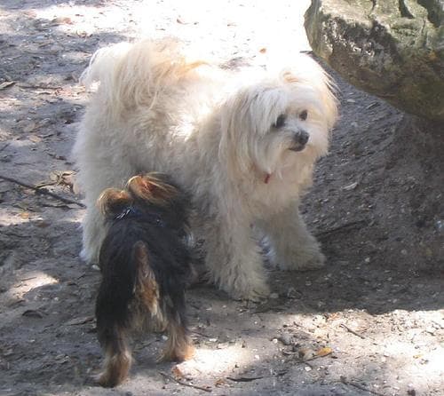 Maltese Terrier yavrusu 2