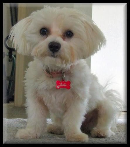 Maltese Terrier yavrusu 3