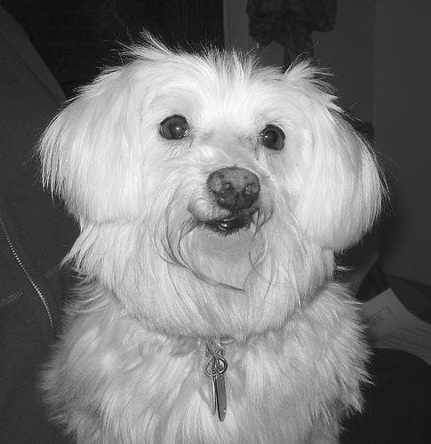 Maltipoo yavrusu 3