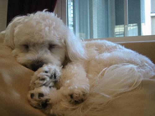 Maltese Terrier yavrusu 1