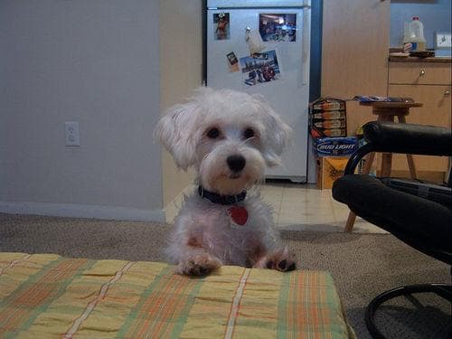 Maltipoo yavrusu 1