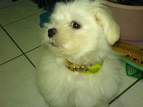 Maltese Terrier yavrusu 2