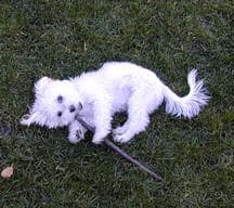 Maltese Terrier yavrusu 1