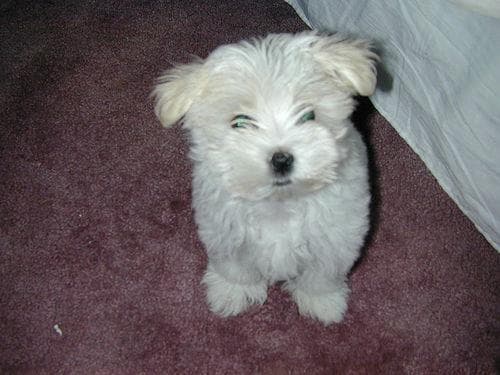 Maltese Terrier yavrusu 3