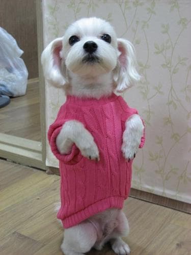 Maltese Terrier yavrusu 2