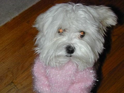 Maltipoo yavrusu 2