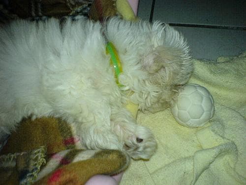Maltese Terrier yavrusu 3