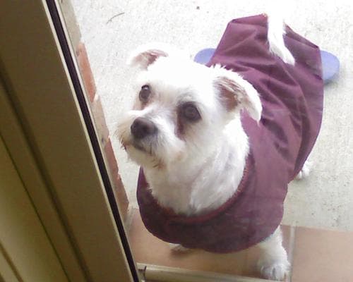 Maltipoo yavrusu 2
