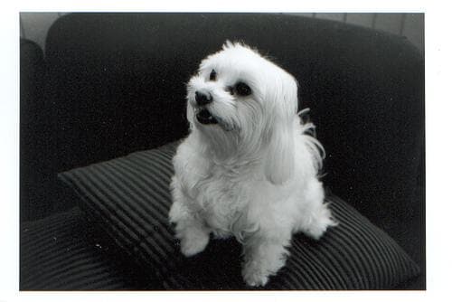 Maltese Terrier yavrusu 3
