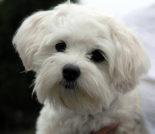 Maltese Terrier yavrusu 2