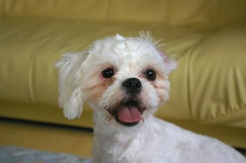 Maltese Terrier yavrusu 3