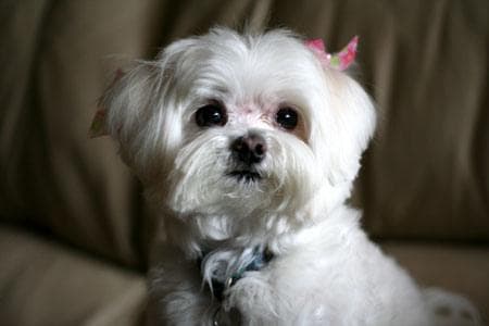 Maltese Terrier yavrusu 2