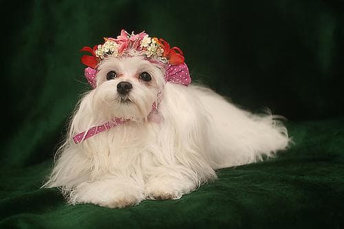 Maltipoo yavrusu 2