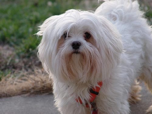 Maltese Terrier yavrusu 2