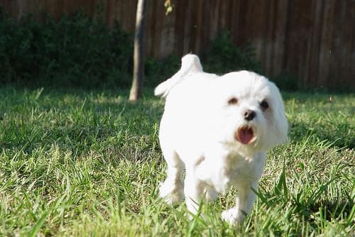 Morkie yavrusu 2