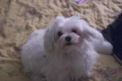 Maltipoo yavrusu 1