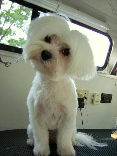 Maltipoo yavrusu 3