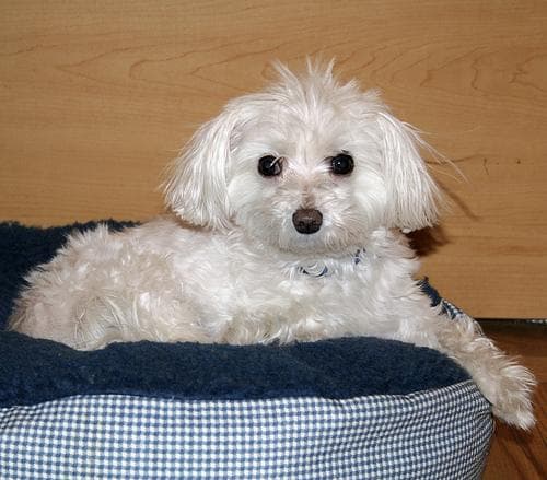 Maltese Terrier yavrusu 2