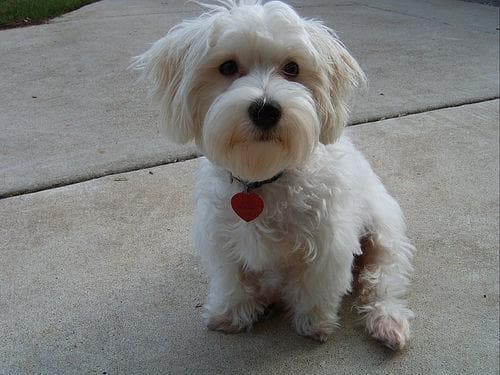 Morkie yavrusu 2