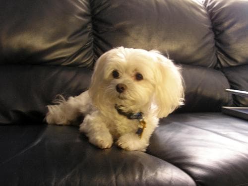 Maltese Terrier yavrusu 3